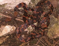 Leptodeira frenata