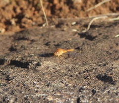 Crocothemis sanguinolenta
