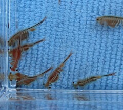 Eubranchipus oregonus