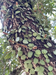 Lemmaphyllum microphyllum