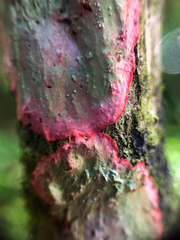 Herpothallon