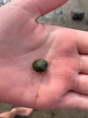 Austrovenus stutchburyi