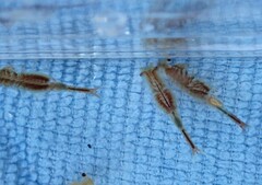 Eubranchipus oregonus