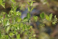 Azima tetracantha