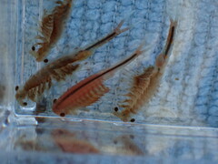 Eubranchipus oregonus