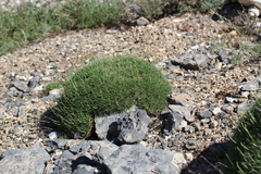 Acantholimon
