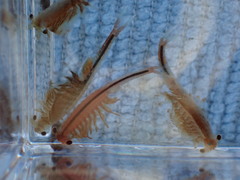 Eubranchipus oregonus