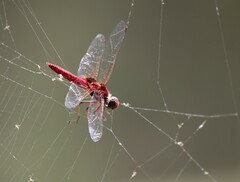 Urothemis aliena