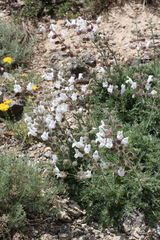 Salvia trautvetteri