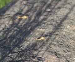 Crocothemis sanguinolenta