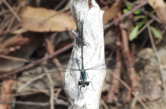 Austroargiolestes icteromelas