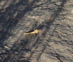 Crocothemis sanguinolenta