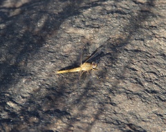 Crocothemis sanguinolenta
