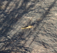 Crocothemis sanguinolenta