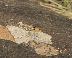 Crocothemis sanguinolenta