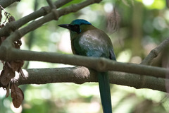 Momotus coeruliceps