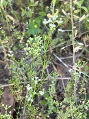 Ptilimnium capillaceum