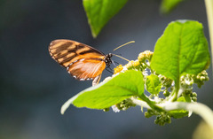 Dircenna kolijkensis