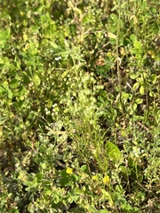 Ptilimnium capillaceum