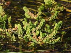 Myriophyllum quitense