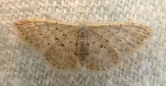 Idaea philocosma