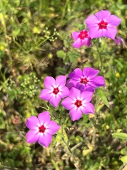 Phlox drummondii