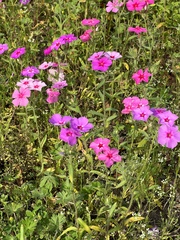 Phlox drummondii