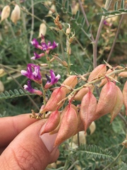 Astragalus magdalenae
