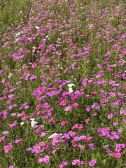 Phlox drummondii