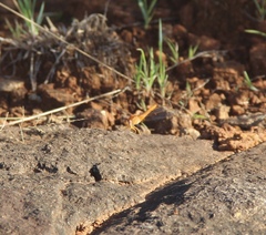 Crocothemis sanguinolenta