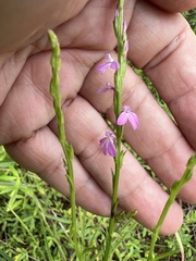 Striga curviflora