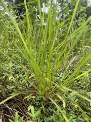 Striga curviflora