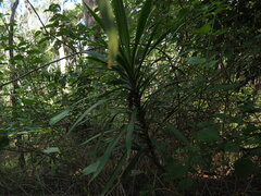 Cordyline stricta