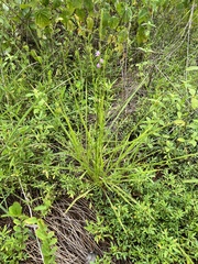 Striga curviflora
