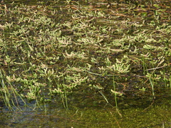 Myriophyllum quitense