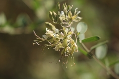 Cadaba fruticosa
