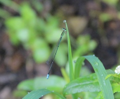 Aciagrion dondoense
