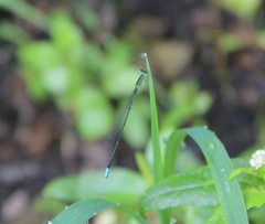 Aciagrion dondoense