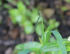 Aciagrion dondoense