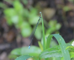 Aciagrion dondoense