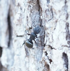 Polyrhachis phryne