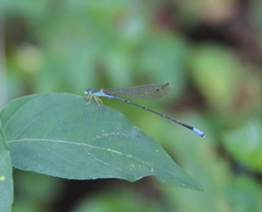 Aciagrion gracile