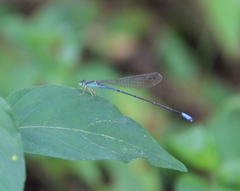 Aciagrion gracile
