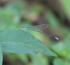 Aciagrion gracile