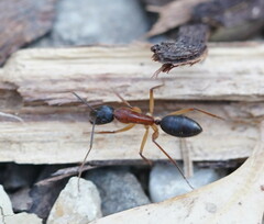 Camponotus nigriceps