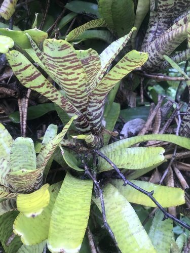 Neoregelia observed 2023-02-24