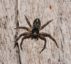 Tharpyna campestrata