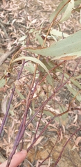 Eucalyptus sieberi