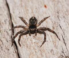 Tharpyna campestrata