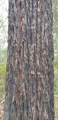Eucalyptus sieberi